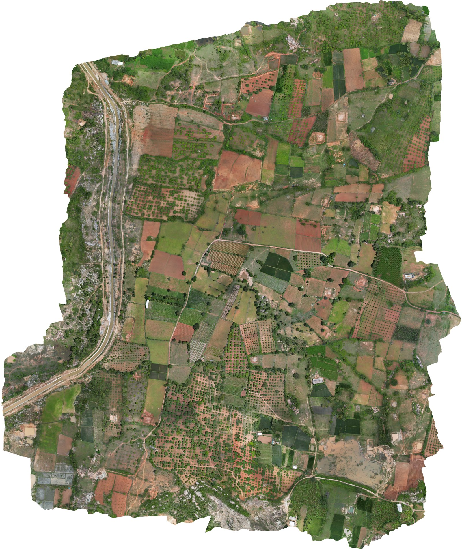 Orthomosaics image