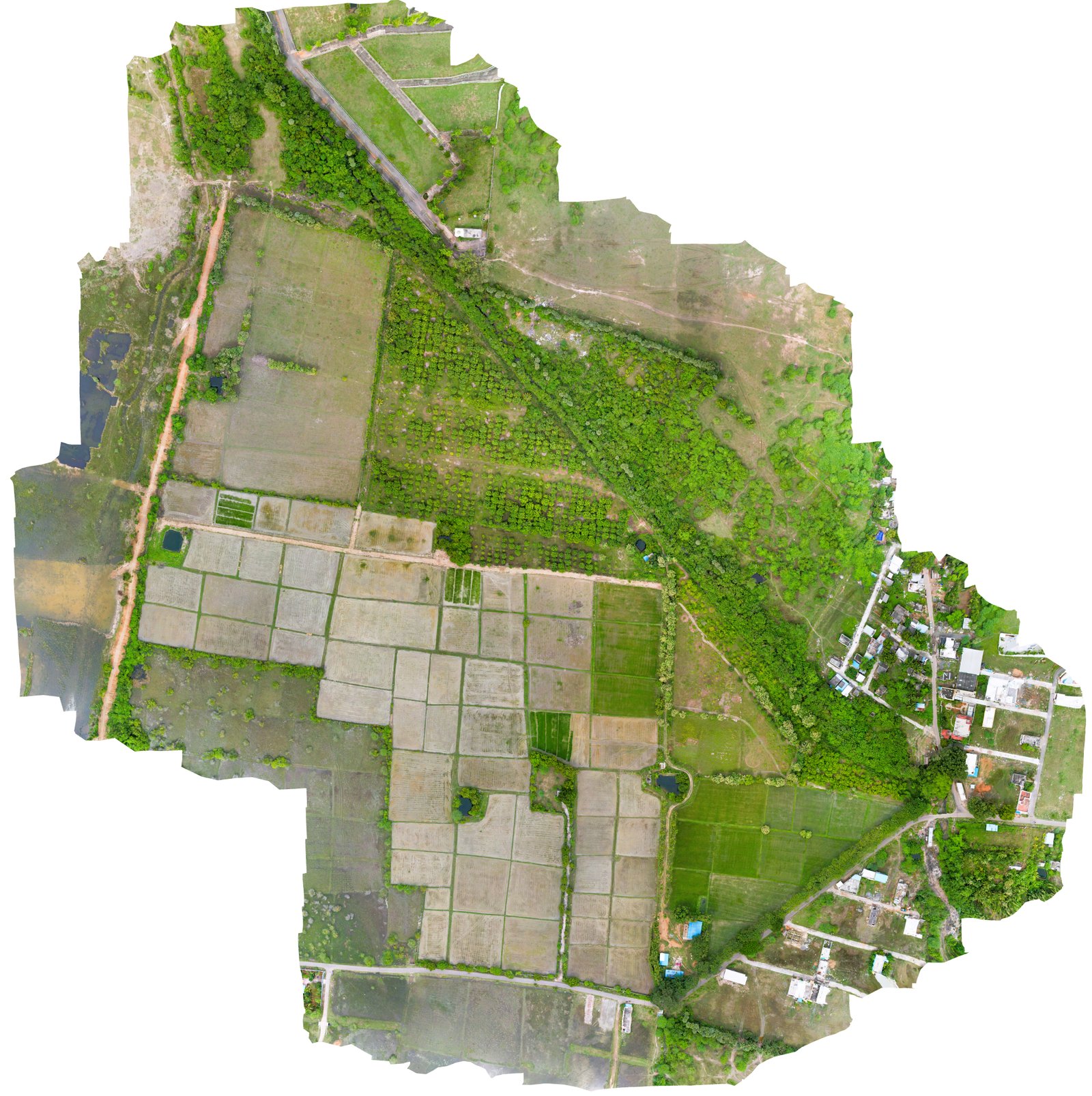 Orthomosaics image